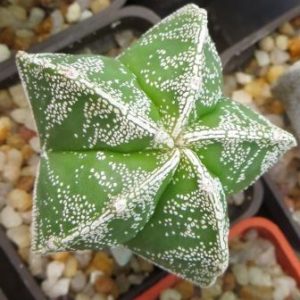 astrophytum hakujo