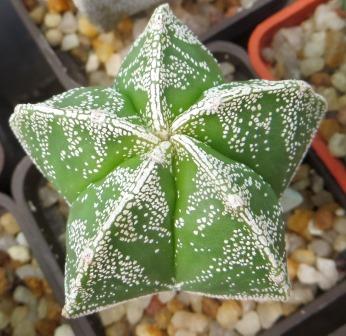 astrophytum hakujo