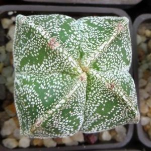 astrophytum hakujo