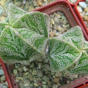 astrophytum hakujo двійня
