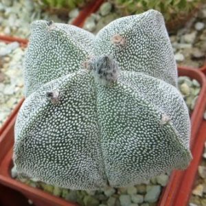 astrophytum qwadriciststa ball