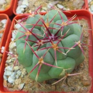thelocactus hexaedrophorus