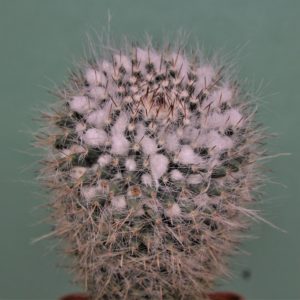 Мammillaria-chinocephala