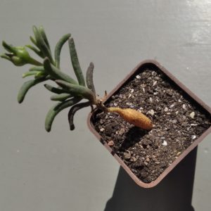 Mestoklema micrirrhizum