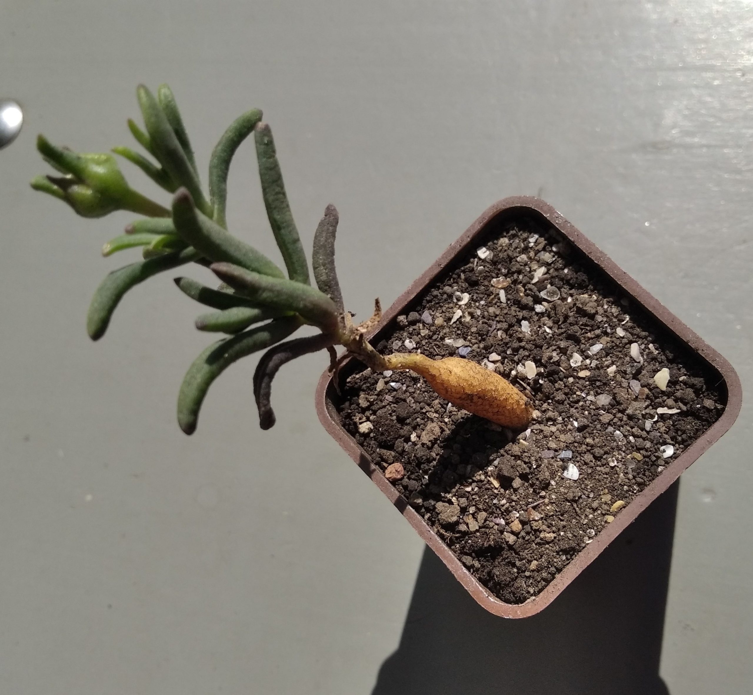 Mestoklema micrirrhizum