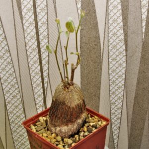 Tylosema-fassoglensis-Leguminoseae.-Trop.-Africa.