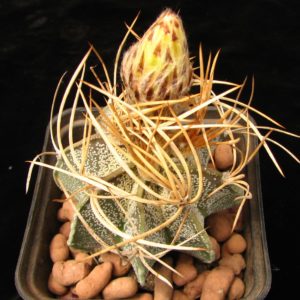 Astrophytum niveum v. flavispinum
