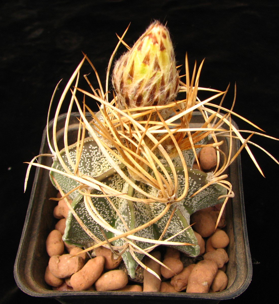 Astrophytum niveum v. flavispinum