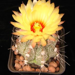 Astrophytum  cox major