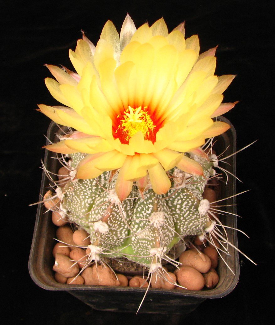 Astrophytum  cox major