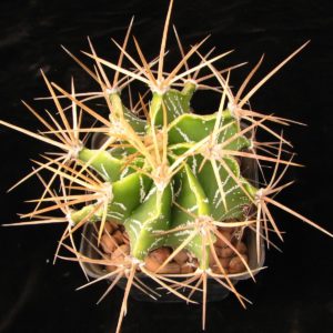 Astrophytum ornatum glabrescens