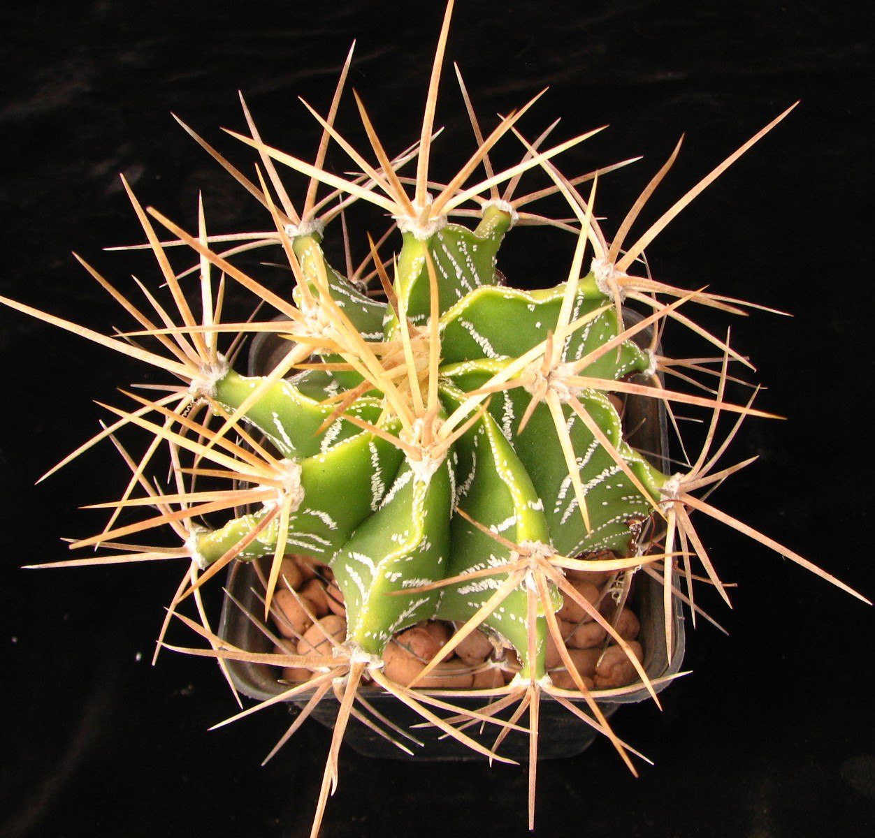 Astrophytum ornatum glabrescens