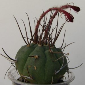 Submatucana madisoniorum horrida