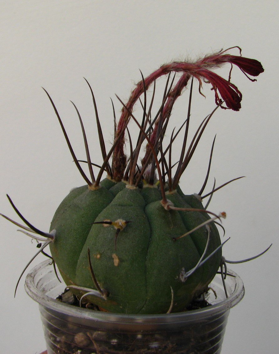 Submatucana madisoniorum horrida