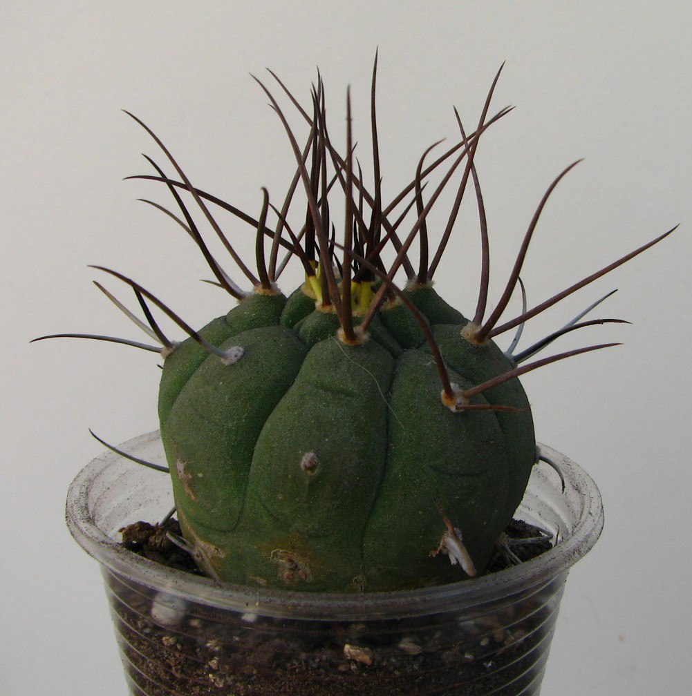 Submatucana madisoniorum horrida