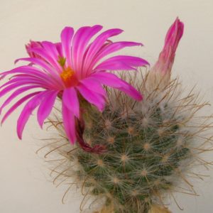 Krainzia guelzowiana