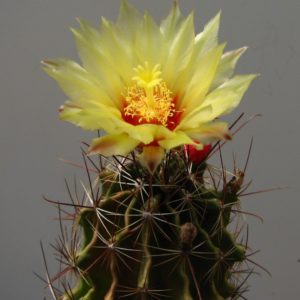 Hamatocactus setispinus