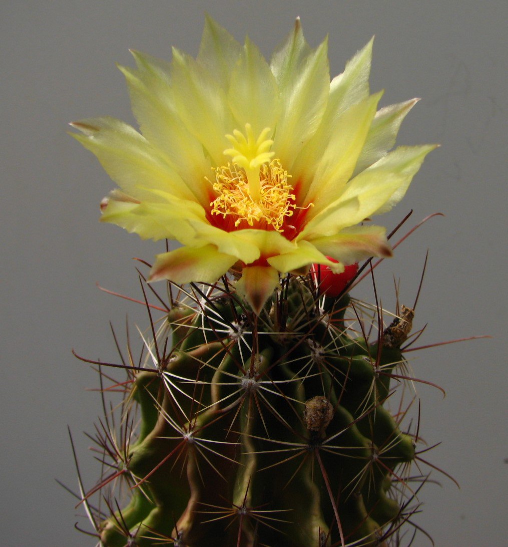Hamatocactus setispinus