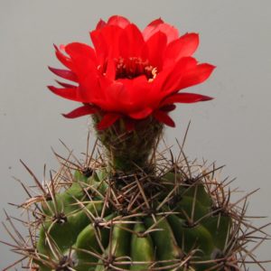 Lobivia grandiflora