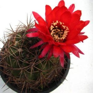 Lobivia grandiflora