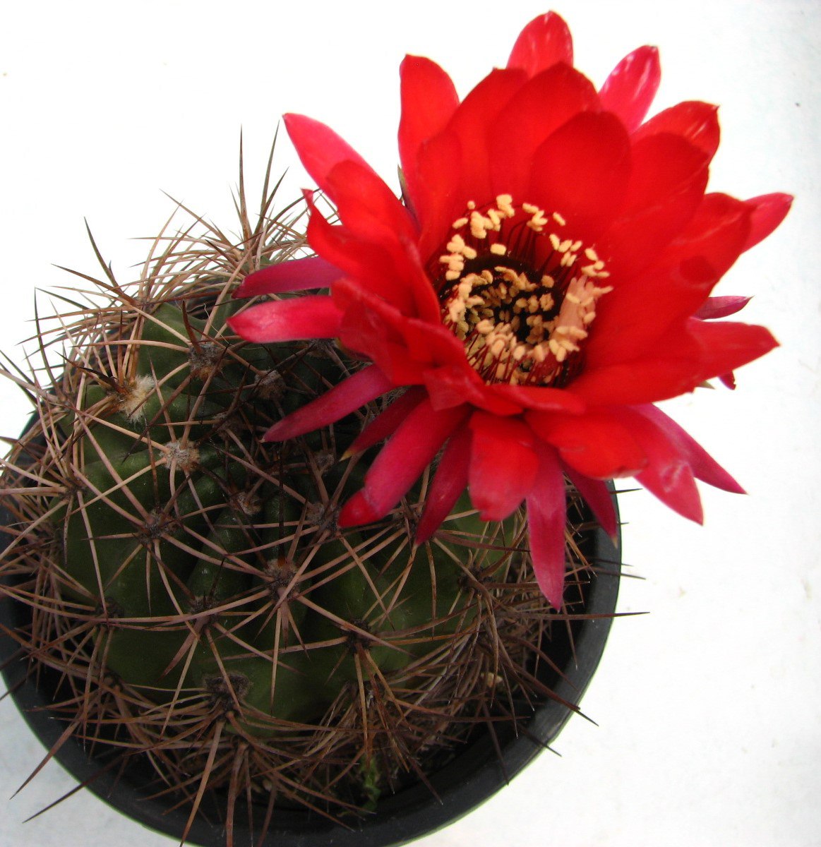 Lobivia grandiflora