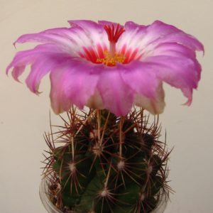 Thelocactus bicolor  schottii
