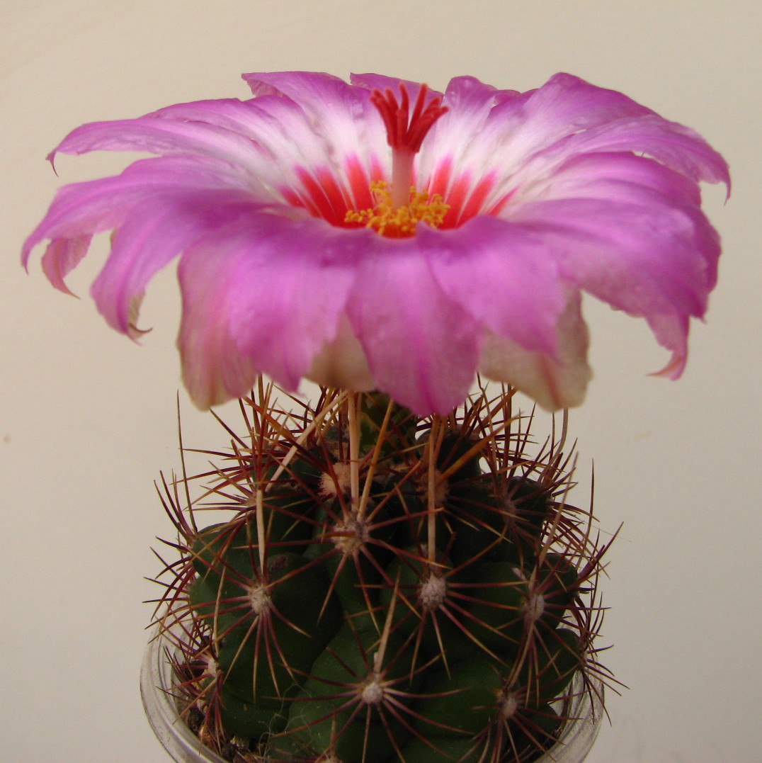 Thelocactus bicolor  schottii