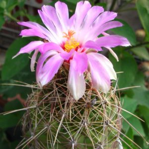 Thelocactus bicolor v. bolansis