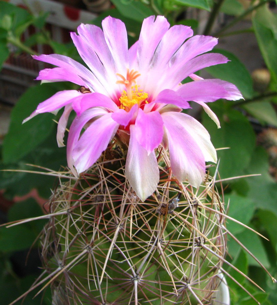 Thelocactus bicolor v. bolansis