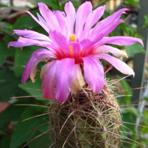 Thelocactus bicolor v. bolansis