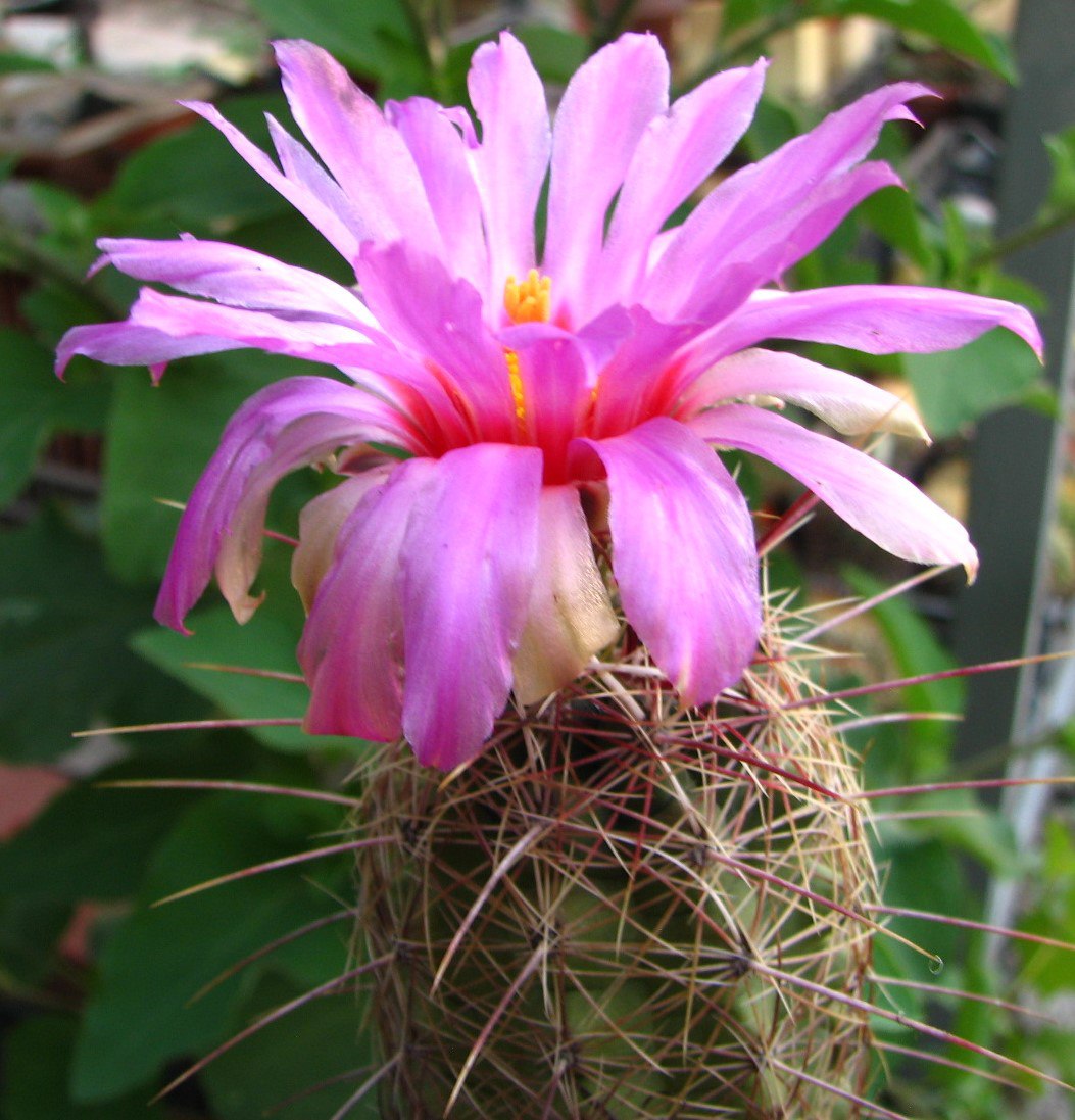 Thelocactus bicolor v. bolansis