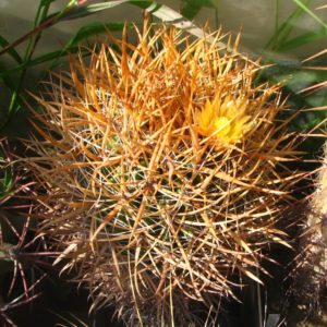 Ferocactus chrysacanthus