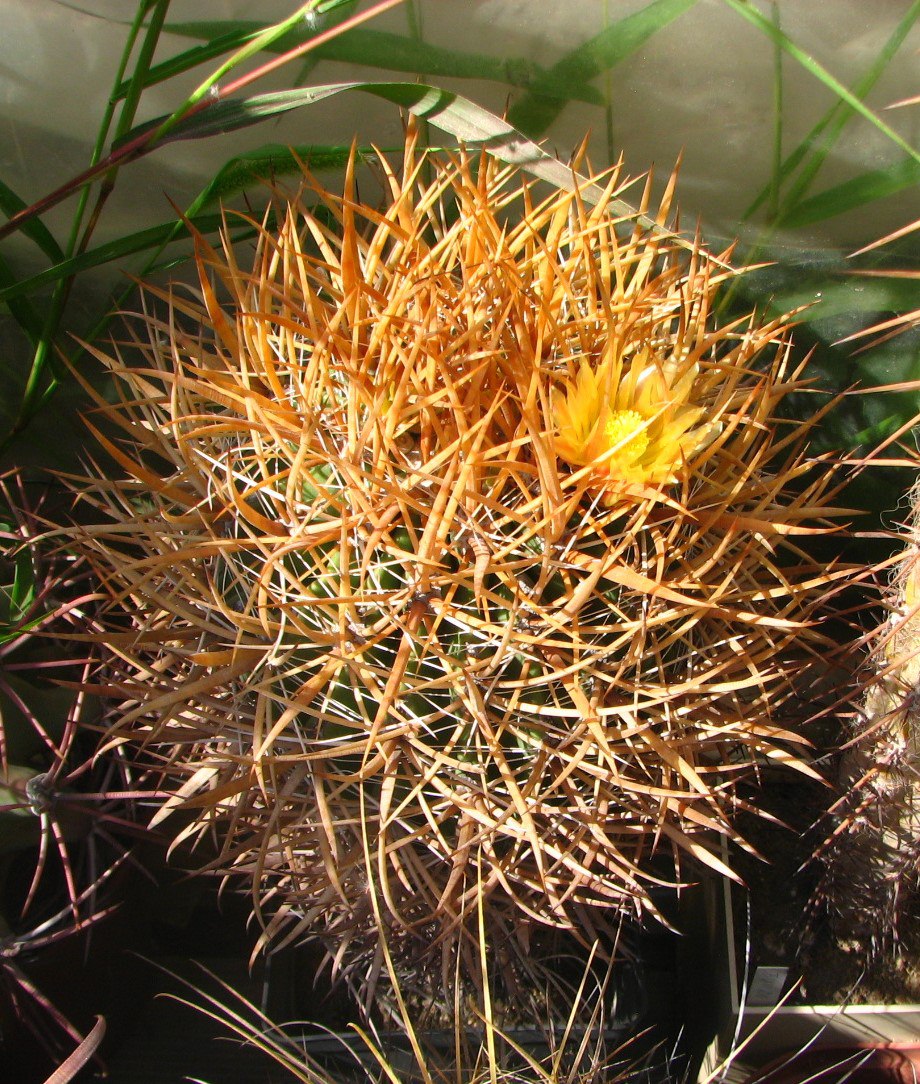 Ferocactus chrysacanthus