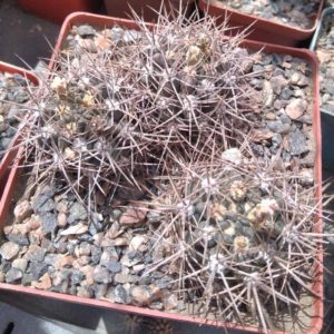 Gymnocalycium neuchuberi -pink flovers-