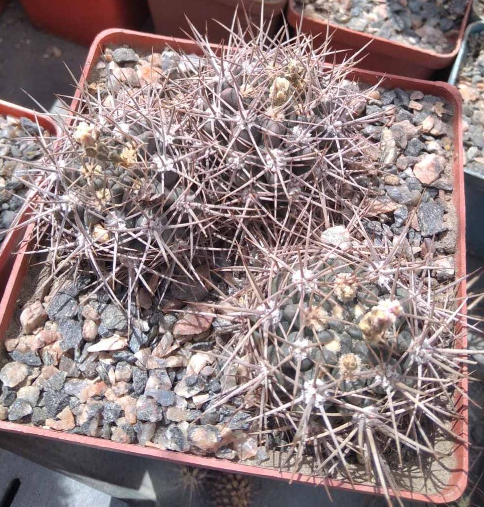 Gymnocalycium neuchuberi -pink flovers-