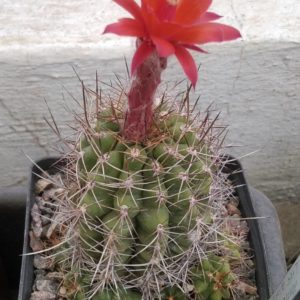 Blossfeldia spec. R471 -щеплена-