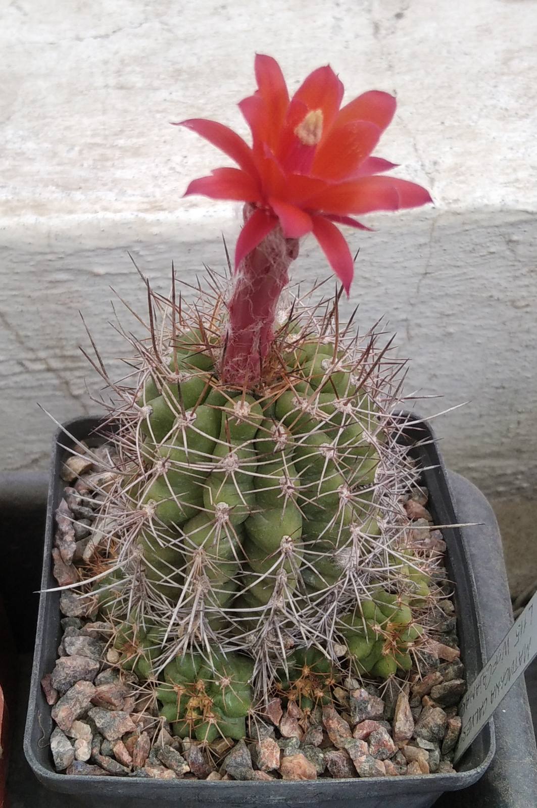 Matucana calvescens L115 -cube-8cm-