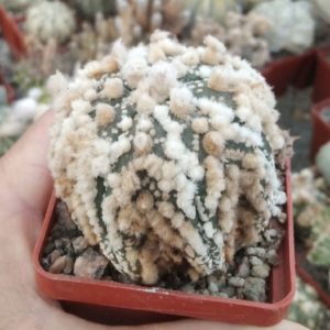 Astrophytum asterias cv."Hanazono"-зразок-прод. сіянці-