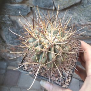 Glandulicactus uncinatus PP958 -cube-9cm-