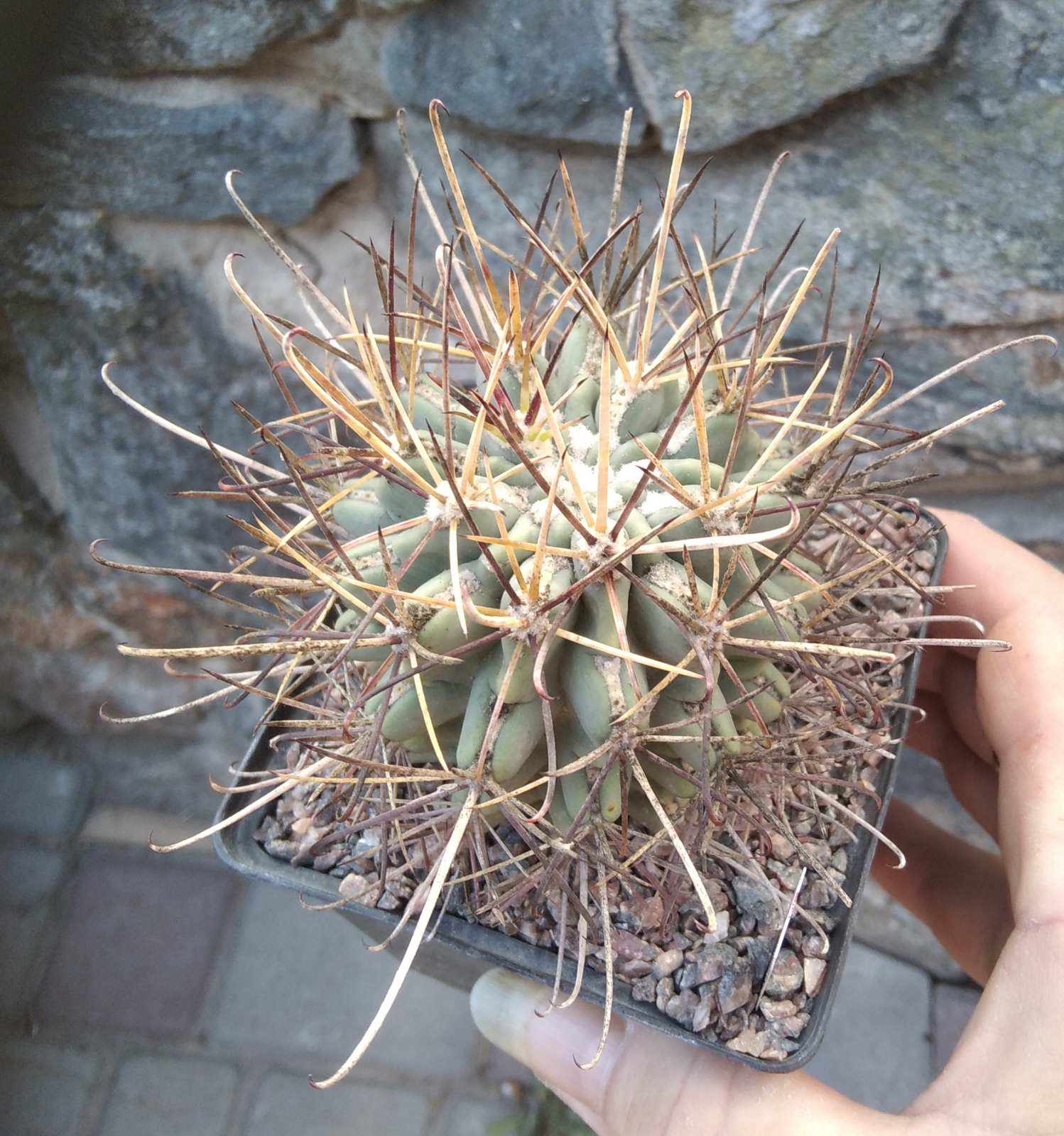 Glandulicactus uncinatus PP958 -cube-9cm-