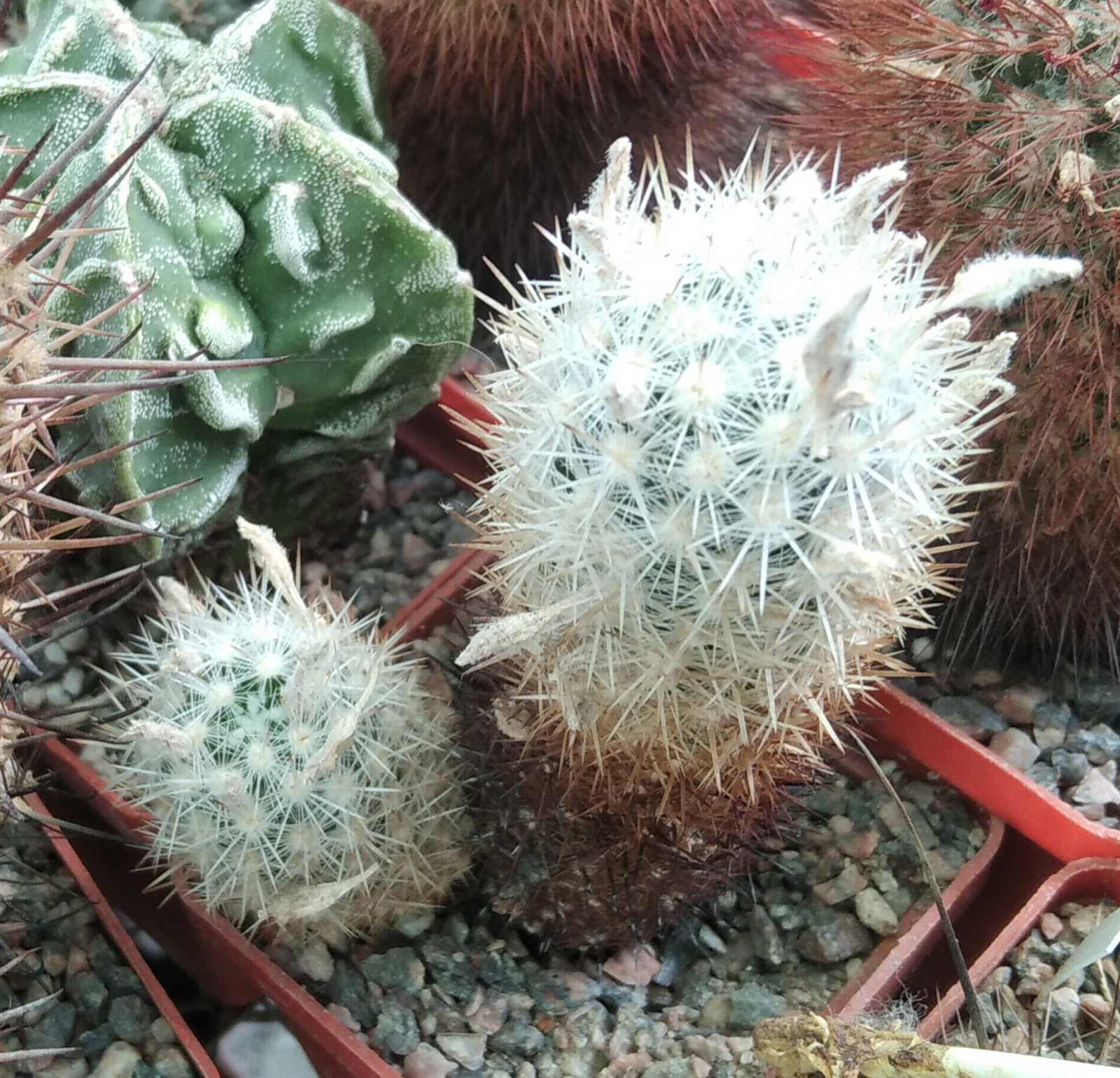 Escobaria organensis -e Bishops- MG-cube-6cm-