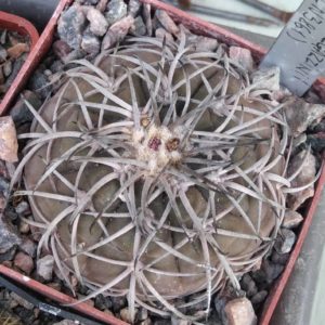 Gymnocalycium spegazzinii -Piltz3861-cube-6cm-