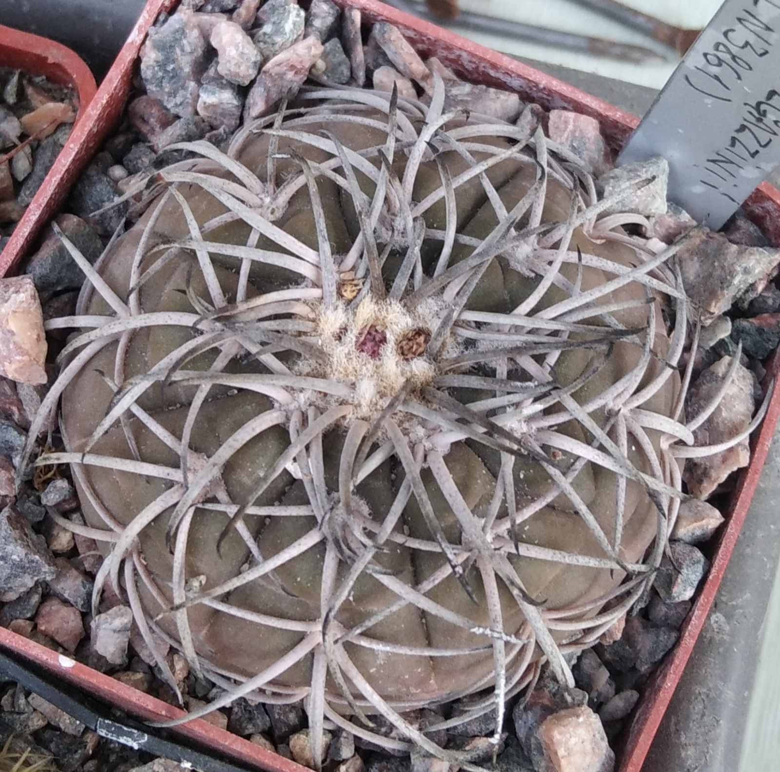 Gymnocalycium spegazzinii -Piltz3861-cube-6cm-
