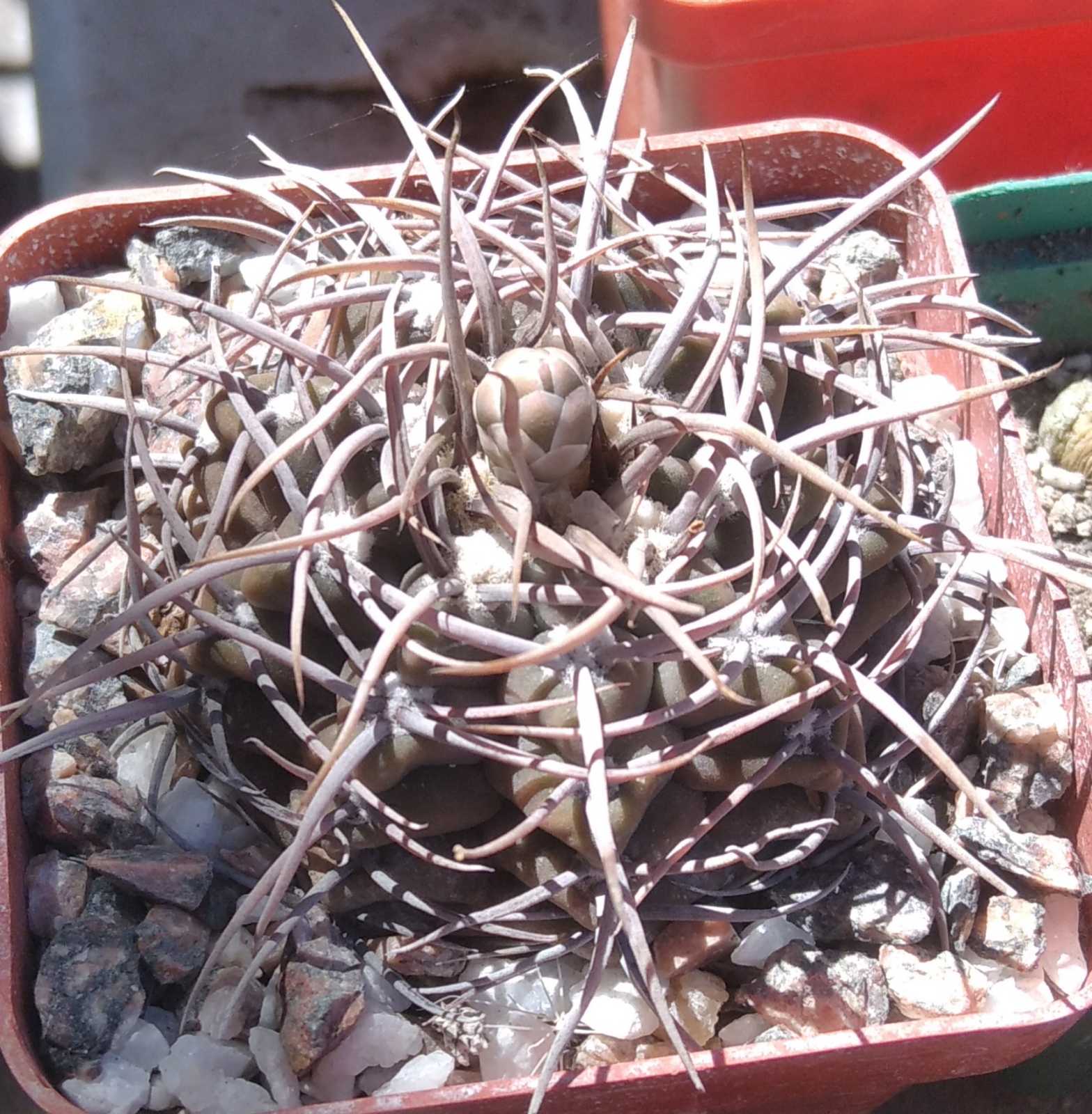 Gymnocalycium  knollii WO066 -cube-7cm- hard culture-