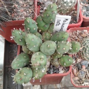Maihueniopsis ovata -cube-5cm-