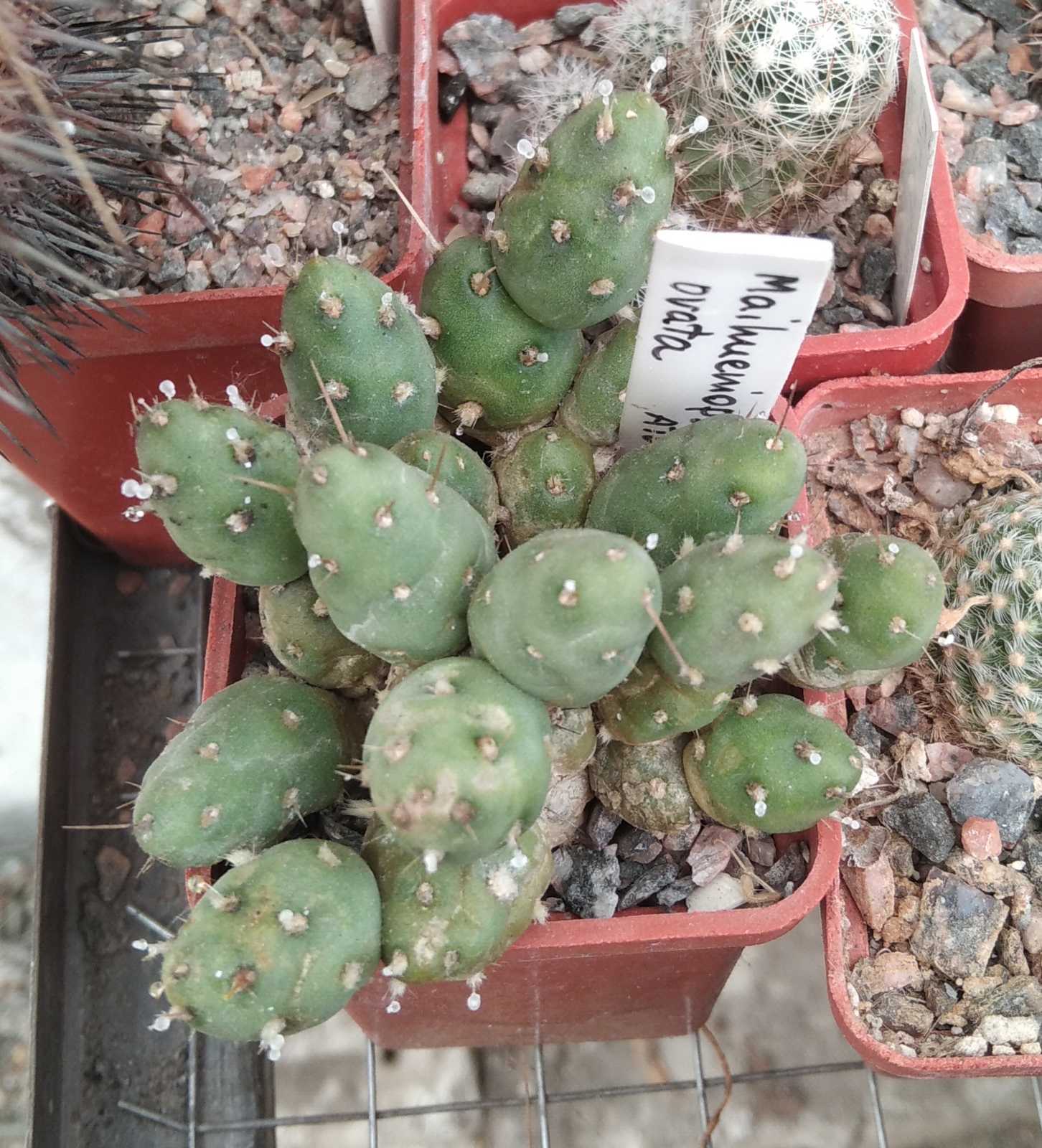 Maihueniopsis ovata -cube-5cm-