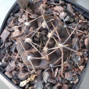 Gymnocalycium  bortii LB301- cube-7cm- потужна ріпа- майже чорне стебло-