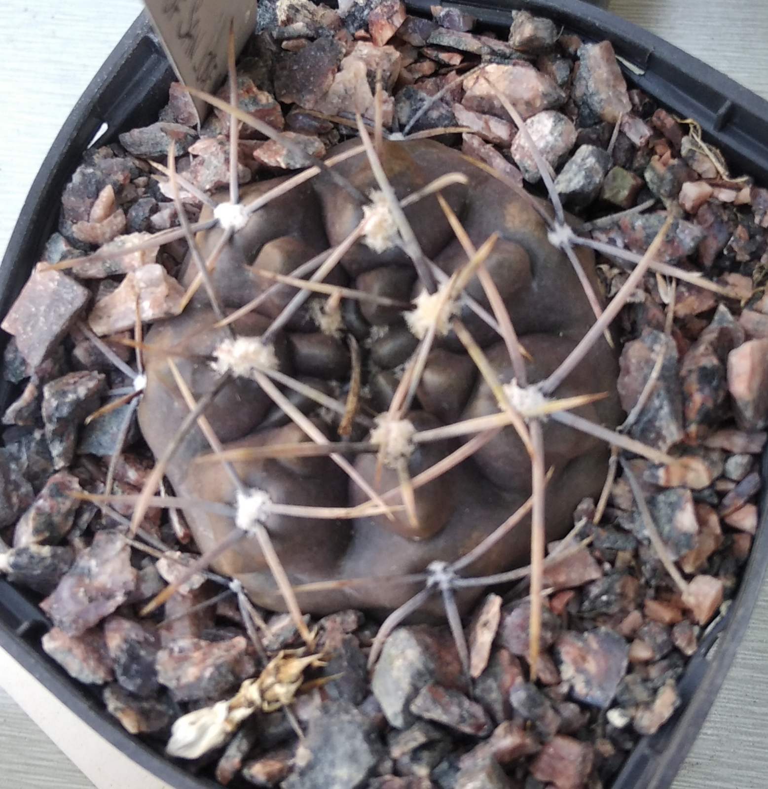 Gymnocalycium  bortii LB301- cube-7cm- потужна ріпа- майже чорне стебло-