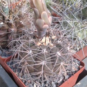 Gymnocalycium spegazzinii -cube-9cm-dark body form-