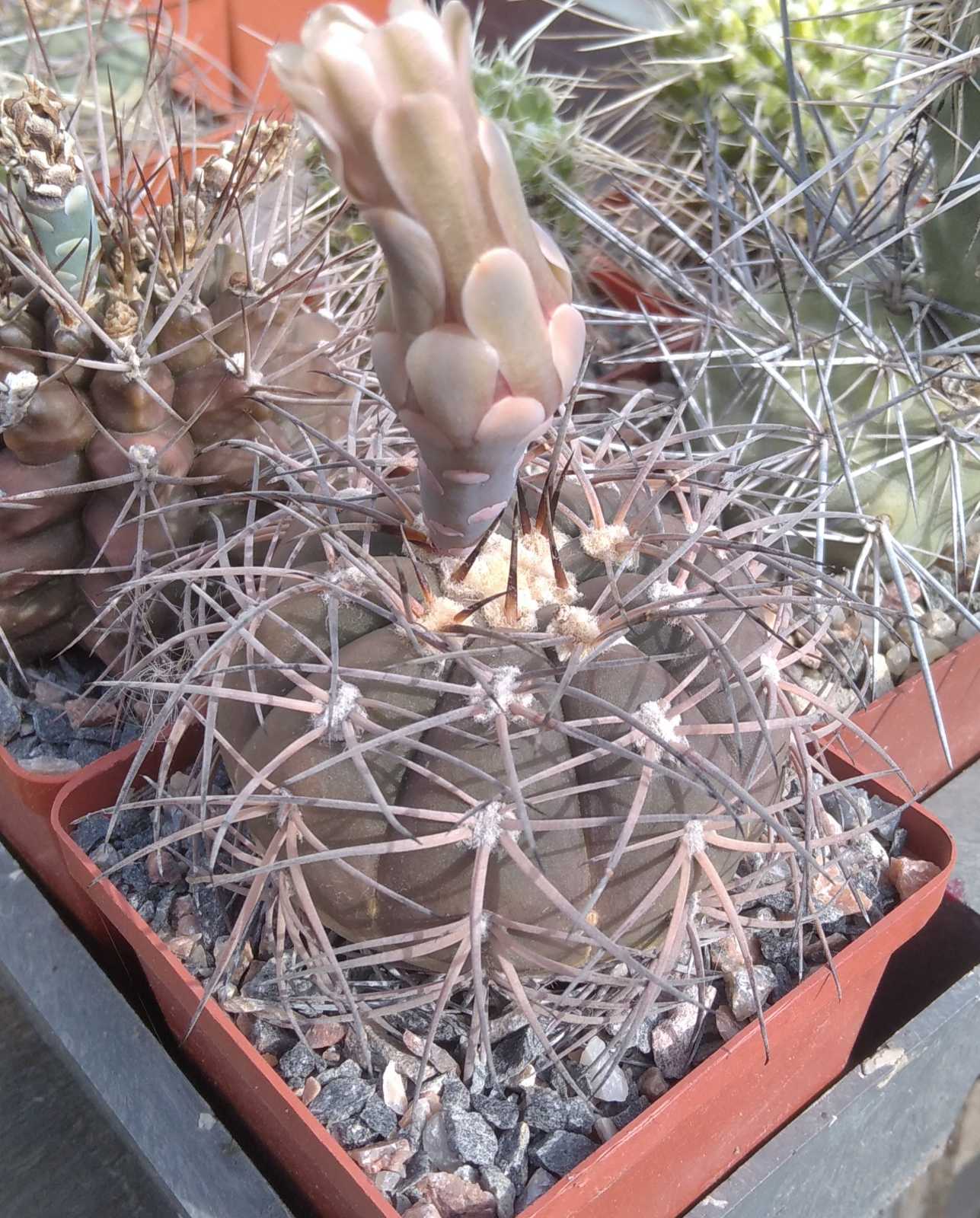 Gymnocalycium spegazzinii -cube-9cm-dark body form-